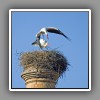 White Stork (1)